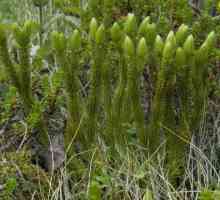 Trava baranese: opis, korisna svojstva