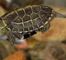 Kineski kornjača od tri kilograma: opis i značajke sadržaja