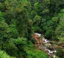 Tropska šuma Indije: značajke flore i faune