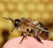 Трутень - это самец пчелы
