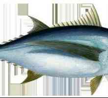 Tuna je kakva vrsta ribe?