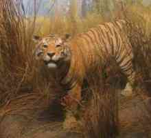 Turan Tiger: stanište (fotografija)