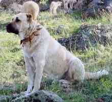 Turski kongal (wolfhound): opis pasmine, karakter, fotografija