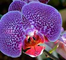 Orhideje imaju mlohav lišće: što učiniti, što je razlog?