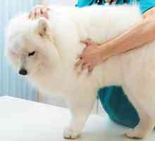Pas ima grudicu ispod kože na leđima - uzroci i značajke liječenja