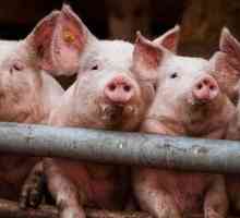 Svinjski pokolj kod kuće i kod postrojenja za preradu mesa