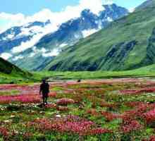Nevjerojatna djevičanska priroda Dolina cvijeća. Indijski nacionalni park daje pozitivne emocije