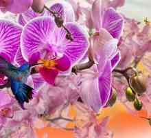 Gnojivo `Bona Forte` će vam dati orhideje zdravlje i ljepotu