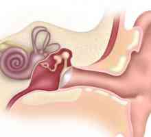 Vanjski uho: struktura, funkcija. Upala vanjskog uha osobe
