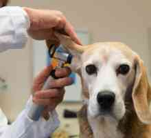 Uho psa: značajke strukture. Bolesti uši kod pasa