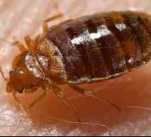 Bed bug ugriza: simptomi, liječenje, posljedice