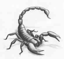 Scorpion gristi: simptomi, prva pomoć, posljedice i liječenje