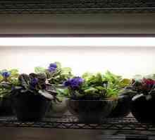 Ultraljubičaste svjetiljke za biljke: vrste, značajke izbora