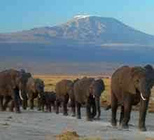 Jesu li slonovi sposobni plivati ​​i ostale pojedinosti o slonovima