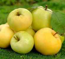 Punjenje Uralskaya - stablo jabuka univerzalne namjene