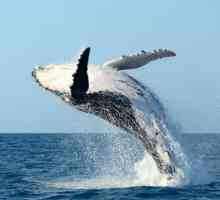 Усатый кит (фото). Сколько зубов у усатого кита?