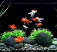 Uvjeti za držanje zlatne ribice u akvariju