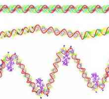 Koja je razlika između DNA i RNA?