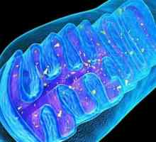 Kakva je sličnost mitohondrija i kloroplasta u funkcionalnom i strukturnom smislu?