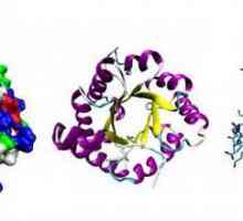 Koja je funkcija izgradnje proteina?
