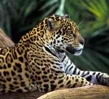 В какой природной зоне обитает леопард? Описание дикой кошки