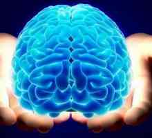U potrazi za odgovorom: koliko je ljudski mozak težak?