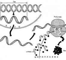 U procesu sinteze proteina, koje strukture i molekule izravno sudjeluju?