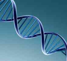 Sastav DNA ... Kemijski sastav DNA