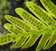 Vayi su lišće paprati. Značajke strukture i svrhe