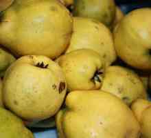 Djetlić čuva limunom i orasima: korak po korak recept