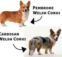 Welsh corgi hlače i pembroke: razlike i usporedbe, karakter i zanimljive činjenice