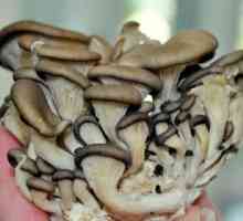 Oyster gljive: dobro i loše. Kako pripremiti ukiseljene kamenice