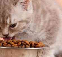 Veterinarstvo za mačke: kako odabrati?