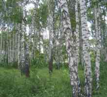 Vrste brezova u Rusiji: opis, fotografija
