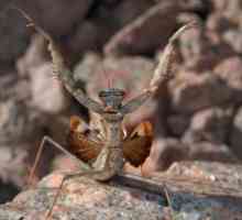 Vrste mantisa: opis, imena, značajke i zanimljive činjenice