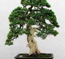Vrste bonsai. Uzgoj bonsai kod kuće