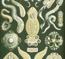 Vrste crva: opis, struktura, njihova uloga u prirodi