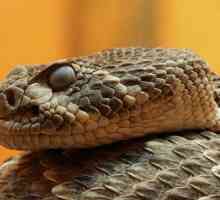 Vrste i ime zmije, fotografija