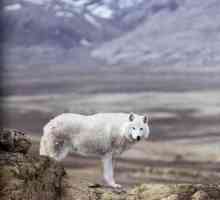 Vrste i podvrste vukova. Tundra vuk: opis, svojstva i stanište