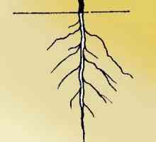 Виды корней и корневых систем. Виды и типы корней