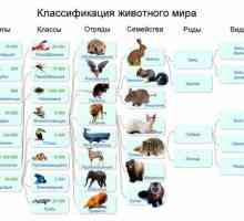 Виды животных: примеры, классификация