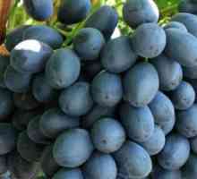 Grape Athos: opis sorte i fotografija