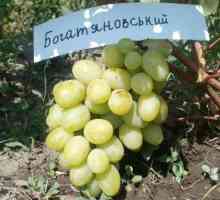 Bogatyanovsky grožđe: opis sorte, fotografija i recenzija