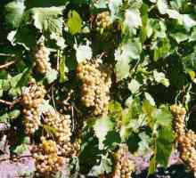 Grape Citronny Magarach: opis sorte