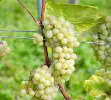 Grapes Friendship: opis sorte, glavna obilježja i osobitosti uzgoja