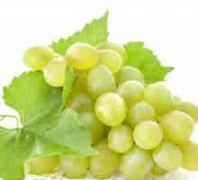 Grapes Galahad, njegove prednosti i nijanse uzgoja