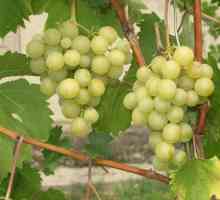 Gallbena Nou grožđe (Zolotinka): opis sorte, njegu