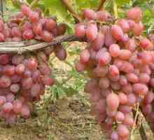 Gelios grožđe: opis, sadnja, uzgoj, recenzije