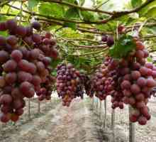 Grapes Zest: opis sorte, njege, produktivnosti i pregleda