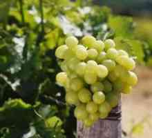 Grapes `kishmish 342` - njegove osobine i osobine